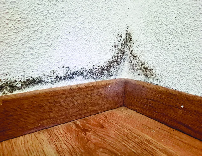 The dangers of mold infestation